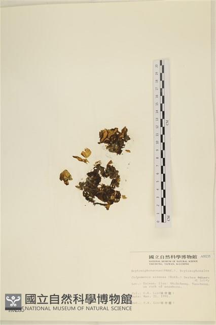 袋苔, 囊藻藏品圖，第1張