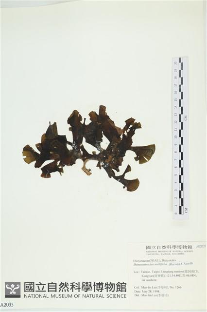 多扇藻藏品圖，第3張