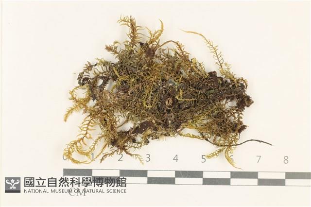 粗齒雉尾蘚藏品圖，第1張