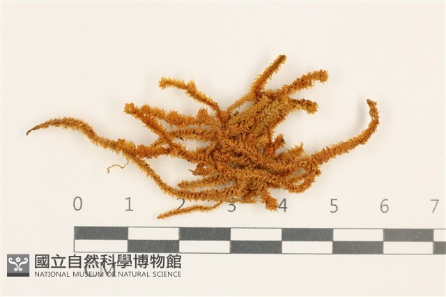 齒邊廣萼苔藏品圖，第1張