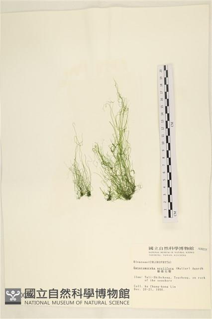 筋條石髮藏品圖，第1張