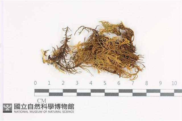 山羽蘚藏品圖，第1張