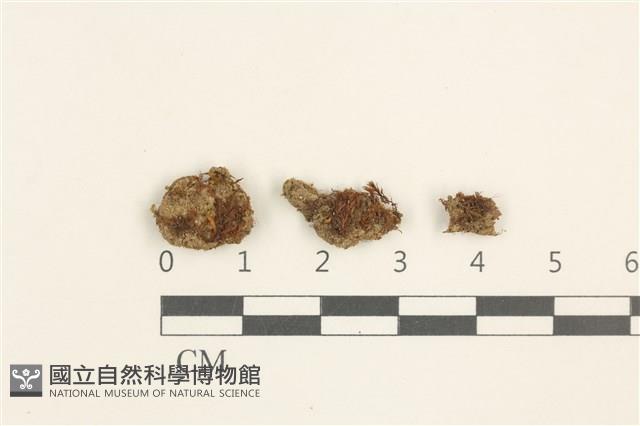 登錄號:B00009135藏品圖，第1張