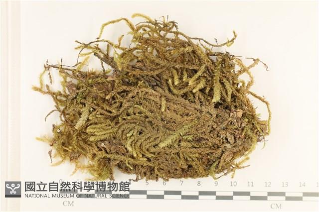 登錄號:B00006135藏品圖，第1張