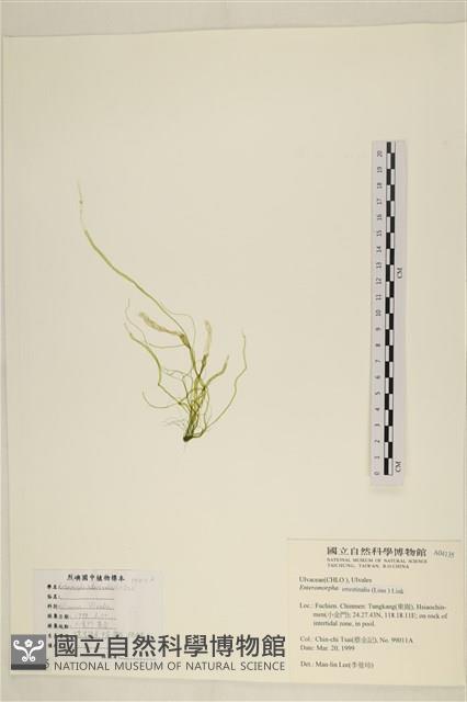 腸滸苔, 河石髮藏品圖，第1張