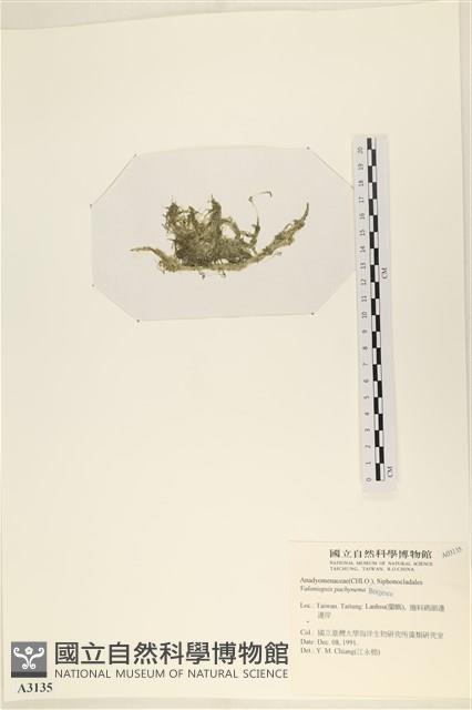 指枝藻藏品圖，第3張