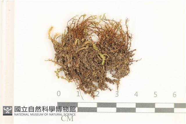 黃色真蘚藏品圖，第1張