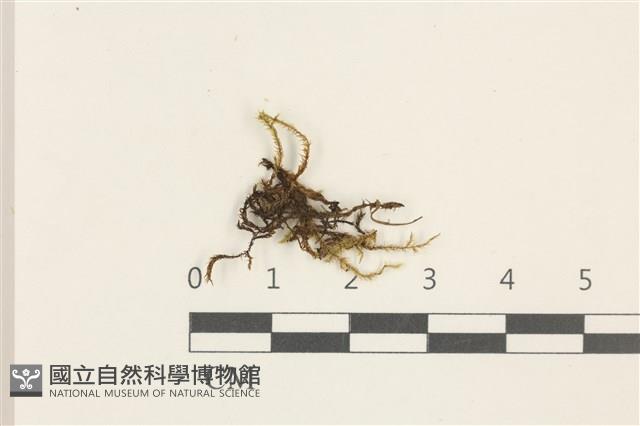 登錄號:B00015535藏品圖，第1張