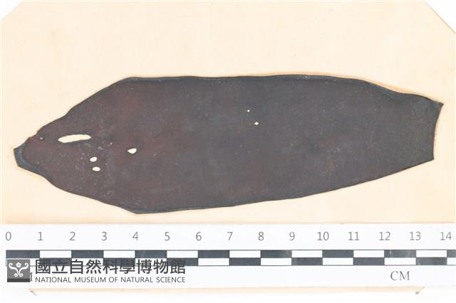 登錄號:A00003535藏品圖，第1張