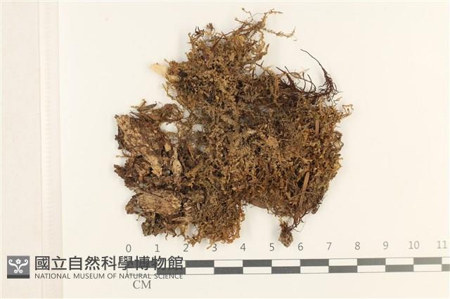 登錄號:B00019435藏品圖，第1張