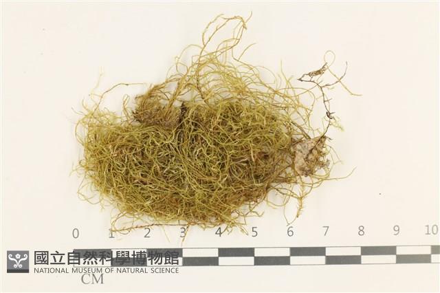 多疣懸蘚藏品圖，第1張