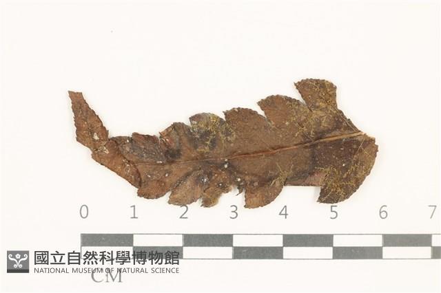 小疣鱗苔藏品圖，第1張