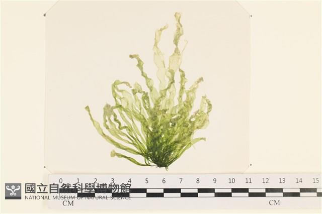 腸滸苔, 河石髮藏品圖，第1張