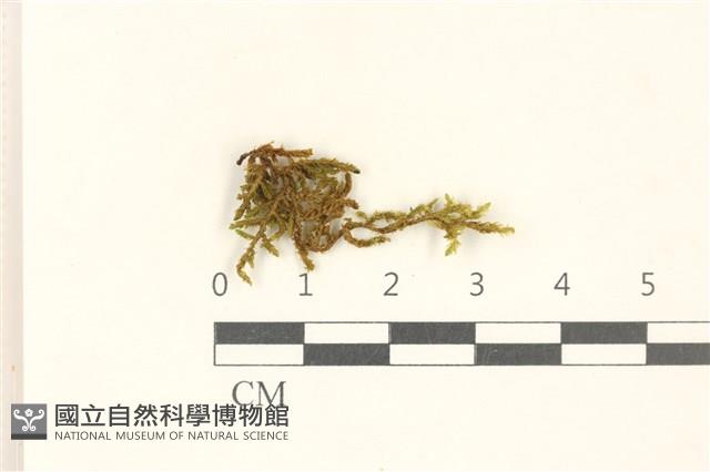 蔓枝蘚藏品圖，第1張