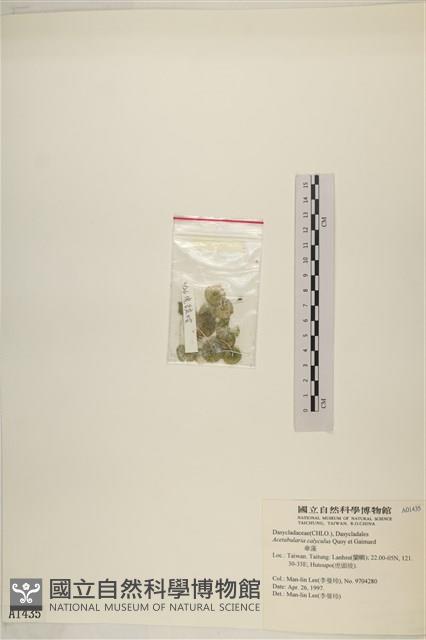 傘藻藏品圖，第3張