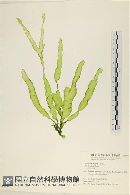 長片石蓴, 裂片石蓴藏品圖，第1張