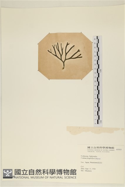 水松, 松藻藏品圖，第3張