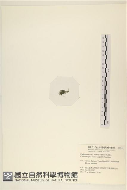 粗硬毛藻, 綠苔藏品圖，第3張