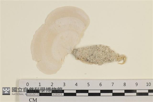 登錄號:A00005335藏品圖，第1張