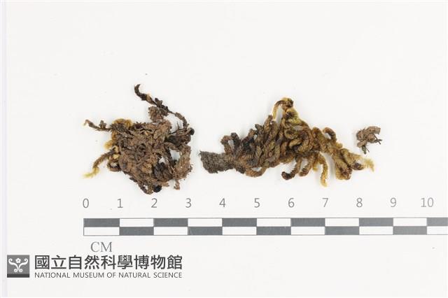 毛扭蘚藏品圖，第1張