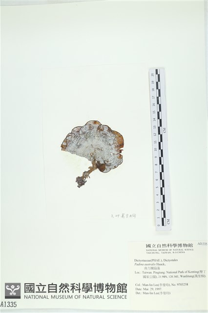 南方團扇藻藏品圖，第1張