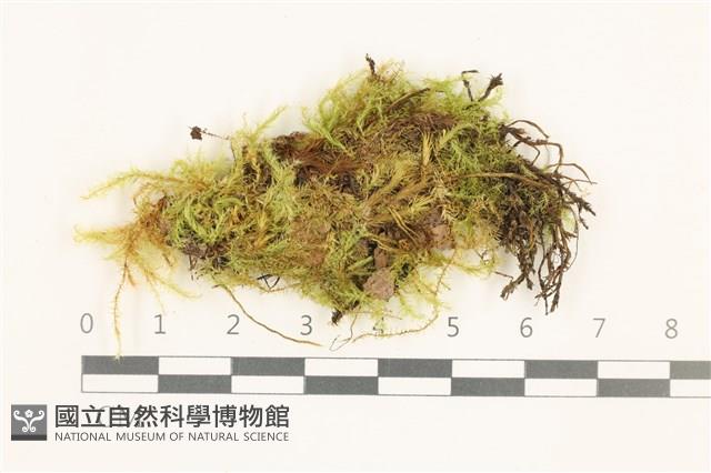 登錄號:B00020335藏品圖，第1張