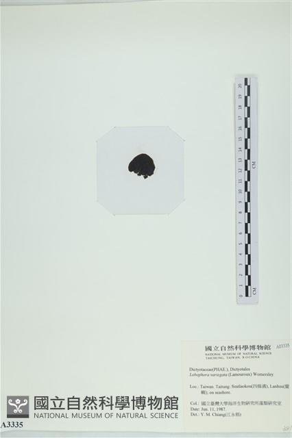 登錄號:A00003335藏品圖，第3張