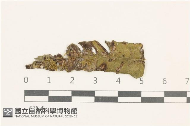 登錄號:B00000735藏品圖，第1張