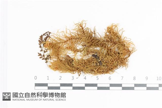 登錄號:B00018655藏品圖，第1張