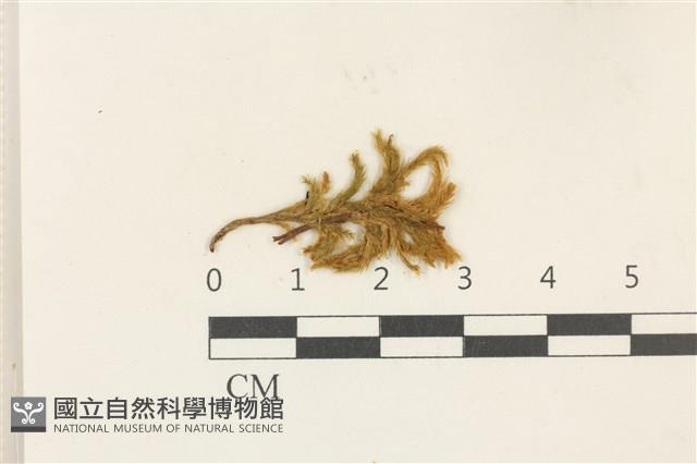 登錄號:B00009655藏品圖，第1張