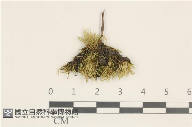 登錄號:B00016255藏品圖，第1張