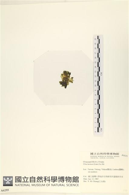 大石蓴, 石蓴藏品圖，第3張