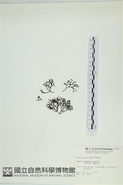 石牙藻, 石牙菜, 鐵釘菜藏品圖，第1張