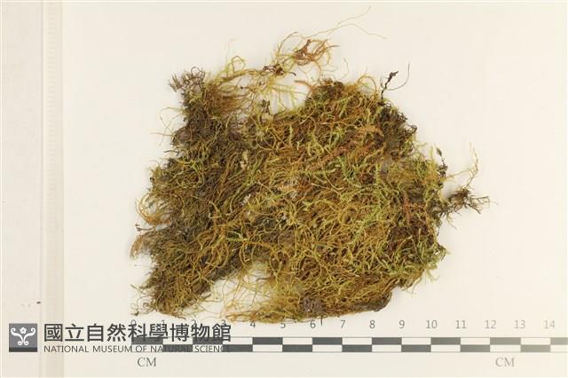 登錄號:B00013255藏品圖，第1張