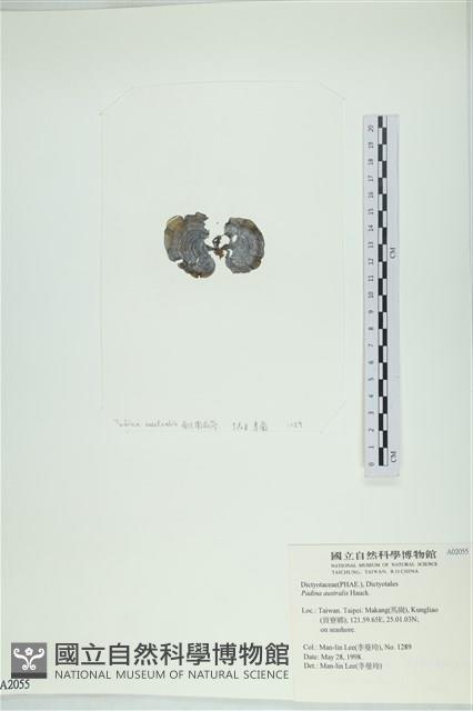 南方團扇藻藏品圖，第3張