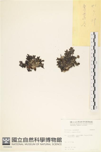 登錄號:A00008055藏品圖，第3張