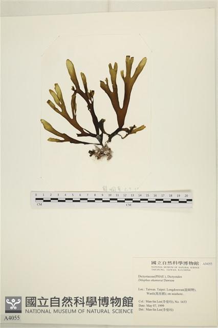 厚緣藻藏品圖，第1張