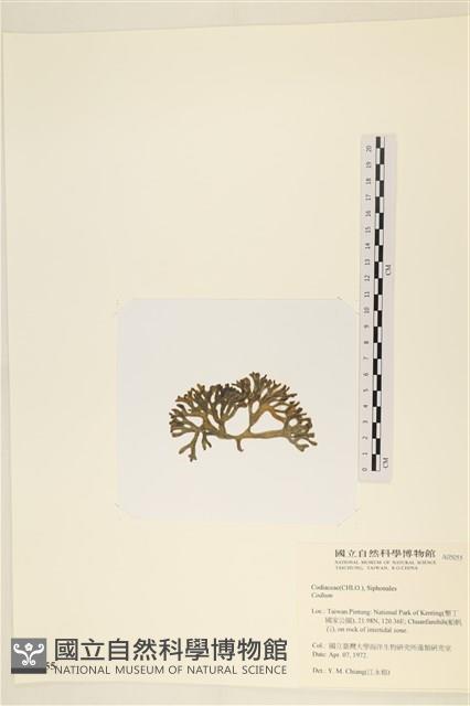 登錄號:A00005055藏品圖，第3張