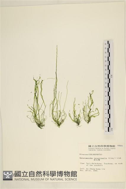 腸滸苔, 河石髮藏品圖，第1張