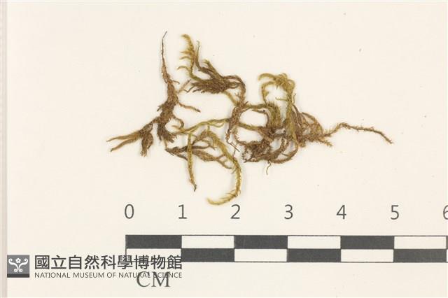 勃氏青蘚藏品圖，第1張