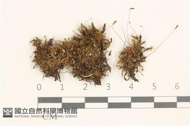 登錄號:B00004555藏品圖，第1張