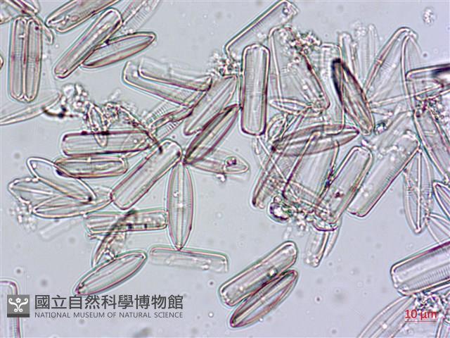 登錄號:A00004555藏品圖，第4張