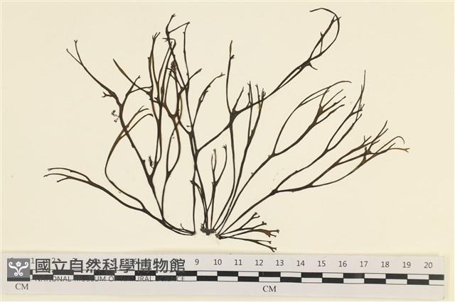 海鹿角苔藏品圖，第1張