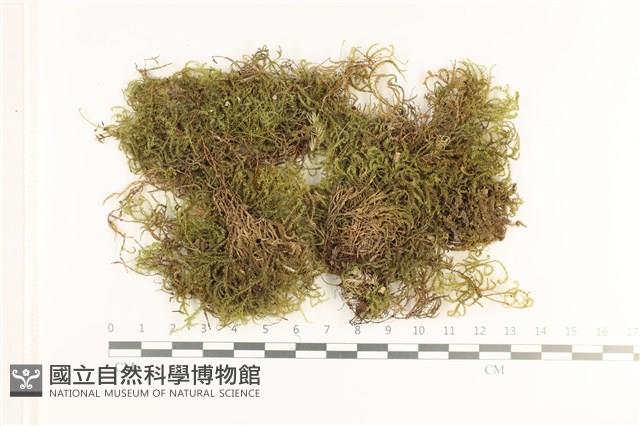 細枝青蘚藏品圖，第1張