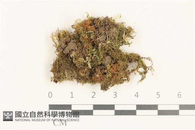 小睫毛苔藏品圖，第1張
