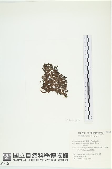 網胰藻藏品圖，第3張