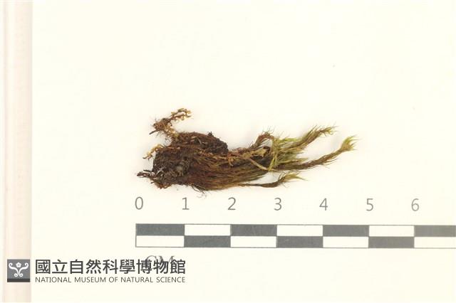 曲柄蘚藏品圖，第1張