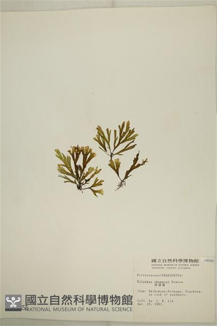 厚緣藻藏品圖，第3張