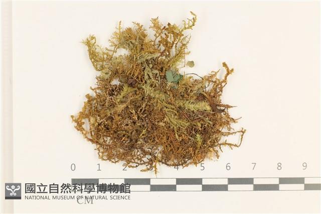 毛擬叉苔藏品圖，第1張