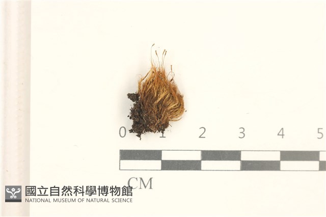 登錄號:B00005755藏品圖，第1張